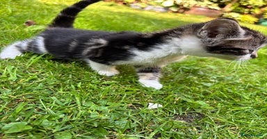 Mixed Breed cats - Advert 6