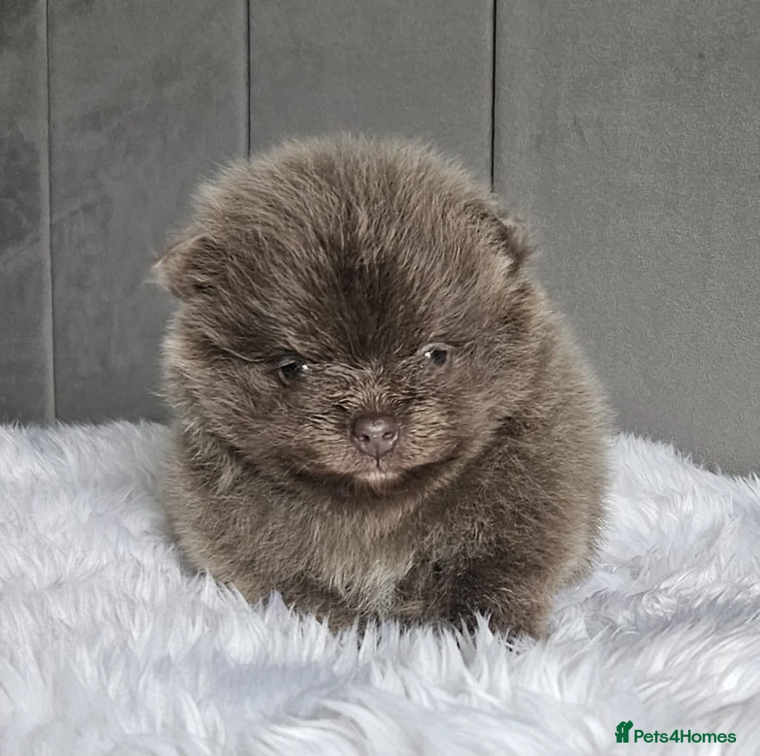 Pomeranian dogs for stud: Solid Lilac Tiny 1.8kg Stud Dog DNA health tested in Rotherham - Advert 16