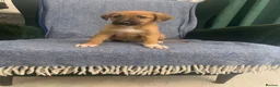 Mixed Breed dogs for sale: Blue Merle Border Collie x Lurcher Puppies  - Advert 20