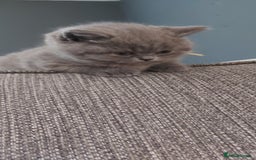 British Shorthair cats for sale: GCCF Registered British Shorthair  - Image 6