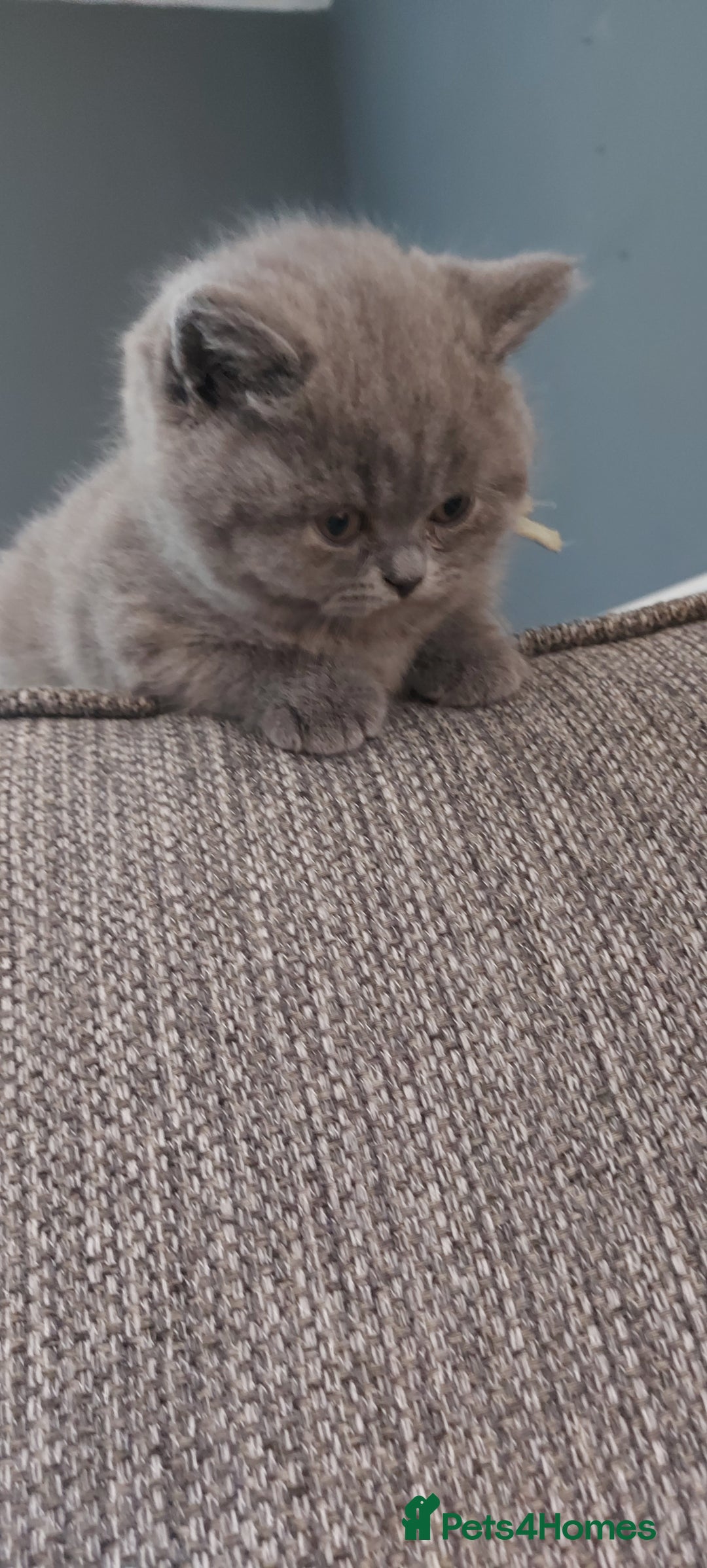 British Shorthair cats for sale: GCCF Registered British Shorthair  - Image 6