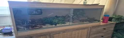 Snake reptiles for sale: Male western hognose snake in London - Advert 1