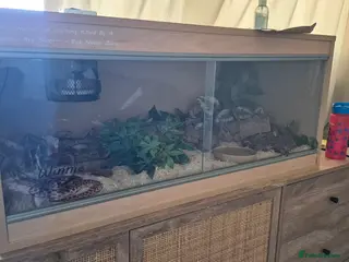 Snake reptiles Male western hognose snake in London - Advert 2