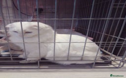 Scottish Fold cats for sale: ready now for there forever homes - Advert 23