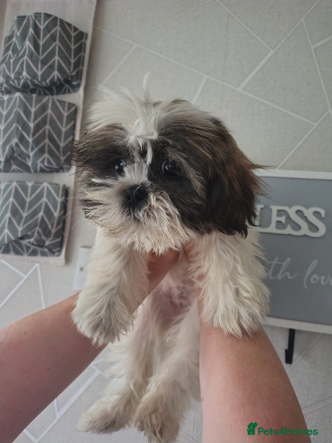 Zuchon dogs for sale: Shichon/zuchon puppies for sale  - Image 5
