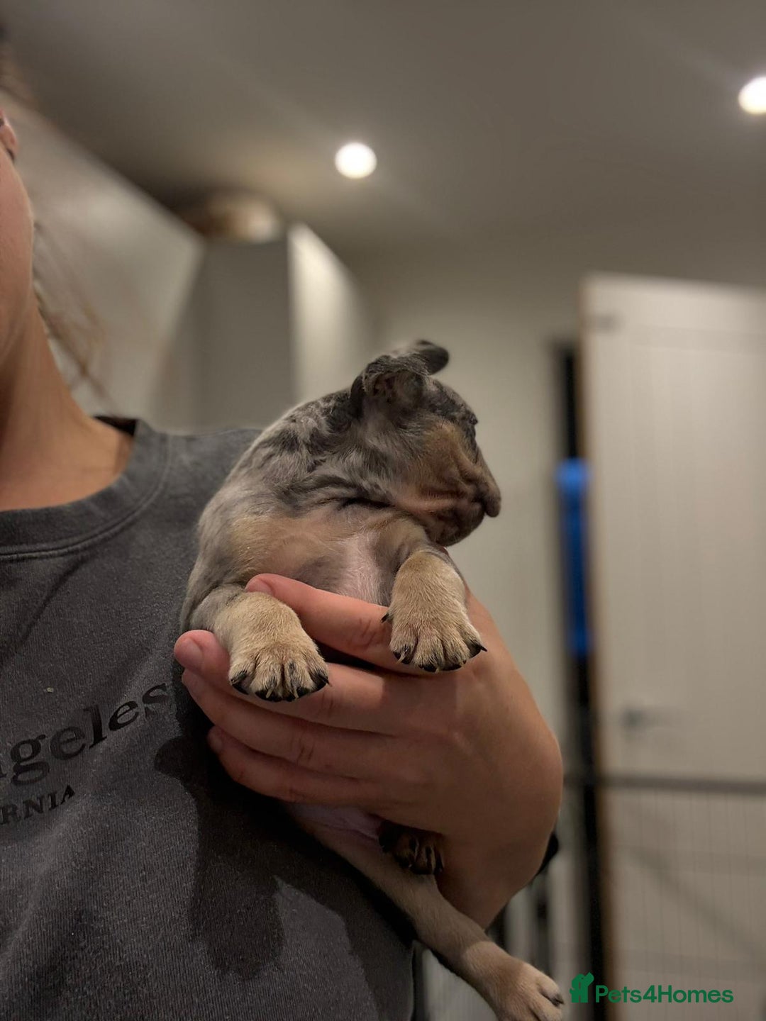 French Bulldog dogs for sale: French bulldog - Image 15