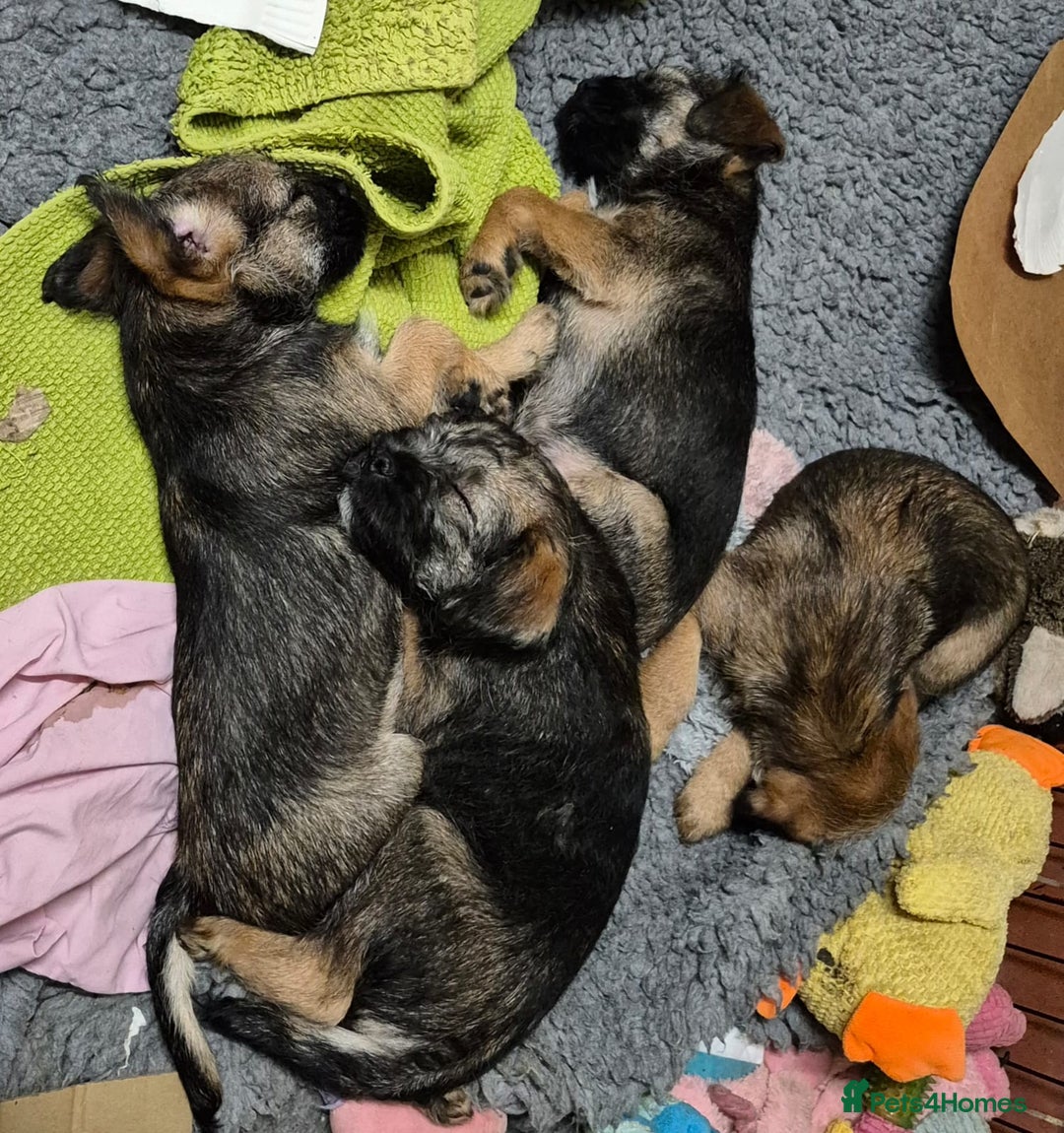 Border Terrier dogs for sale: Border terrier puppies - Image 15