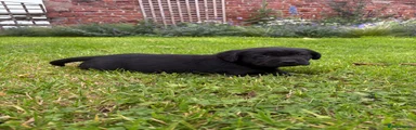 Labrador Retriever 2
