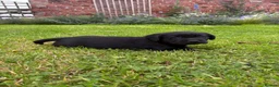 Labrador Retriever dogs for sale: KC Black Labradors - show type  - Advert 8