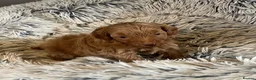 Cockapoo dogs for sale: Cockapoo F2b puppies  in Tarporley - Advert 7