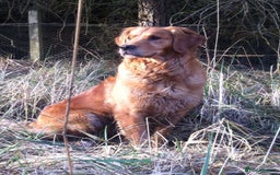 Goldendoodle dogs for sale: F1 Goldendoodle puppies fully heath tested parents - Advert 1