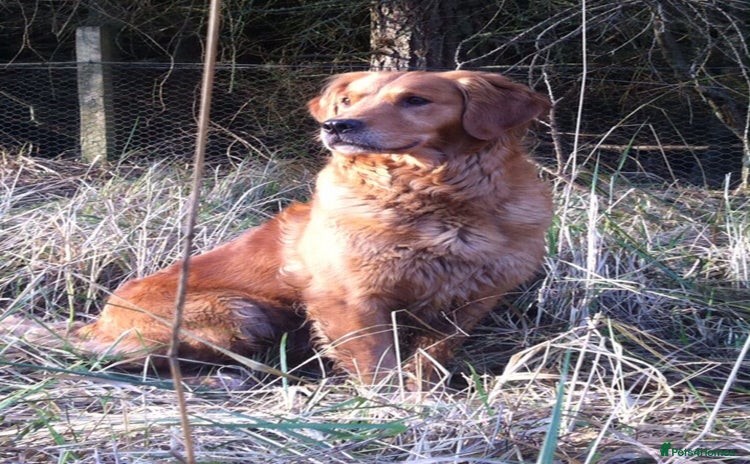 Goldendoodle dogs Goldendoodle puppies fully heath tested parents - Advert 1