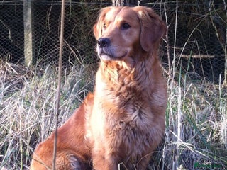 Goldendoodle dogs for sale: F1 Goldendoodle puppies fully heath tested parents - Advert 1