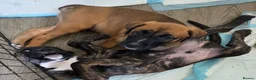 Mixed Breed dogs for sale: 2 Lurcher x Boxer puppies - Advert 4