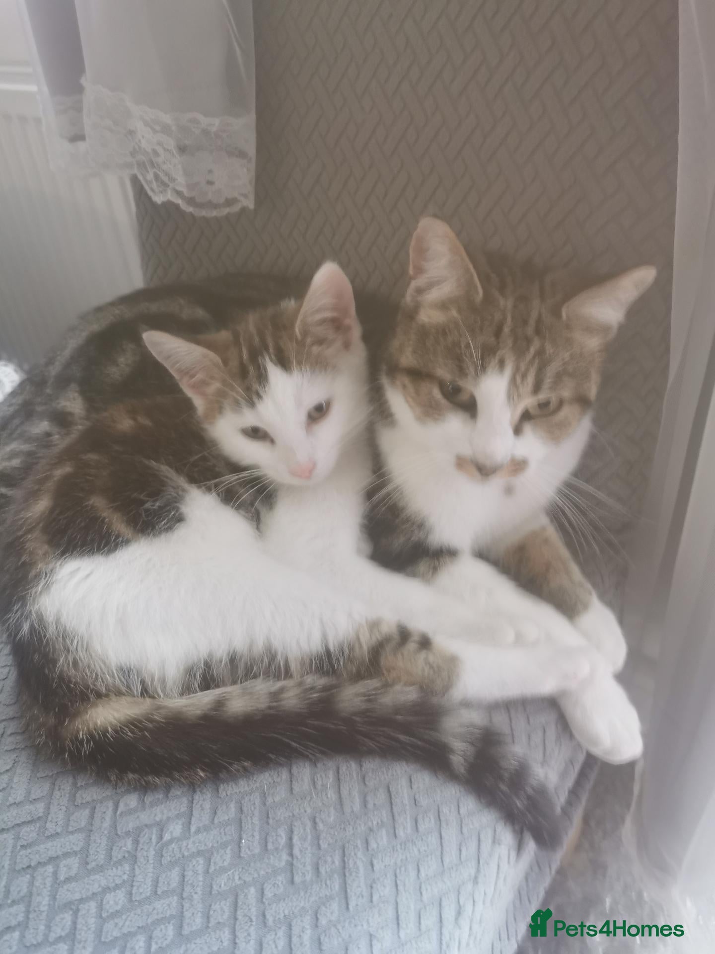 Mixed Breed cats Fluffy kitten - Advert 11