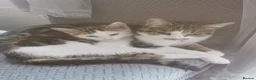 Mixed Breed cats for sale: Fluffy kitten - Advert 1