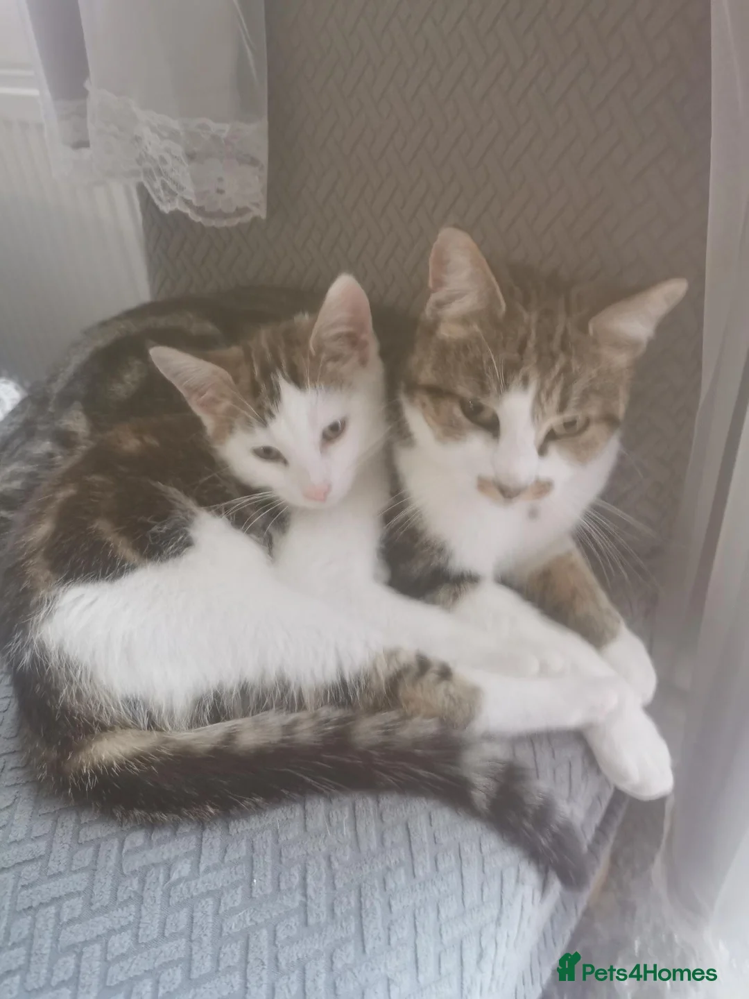 Mixed Breed cats for sale: Fluffy kitten - Advert 1