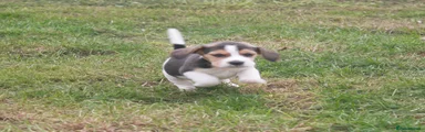 Beagle 7