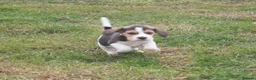 Beagle dogs for sale: BEAUTIFUL ROYAL KENNEL CLUB REG BEAGLE PUPPIES - Advert 7