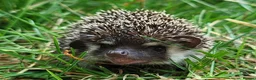 Pygmy Hedgehog rodents for sale: African Pygmy Hedgehog Hoglets  - Advert 4