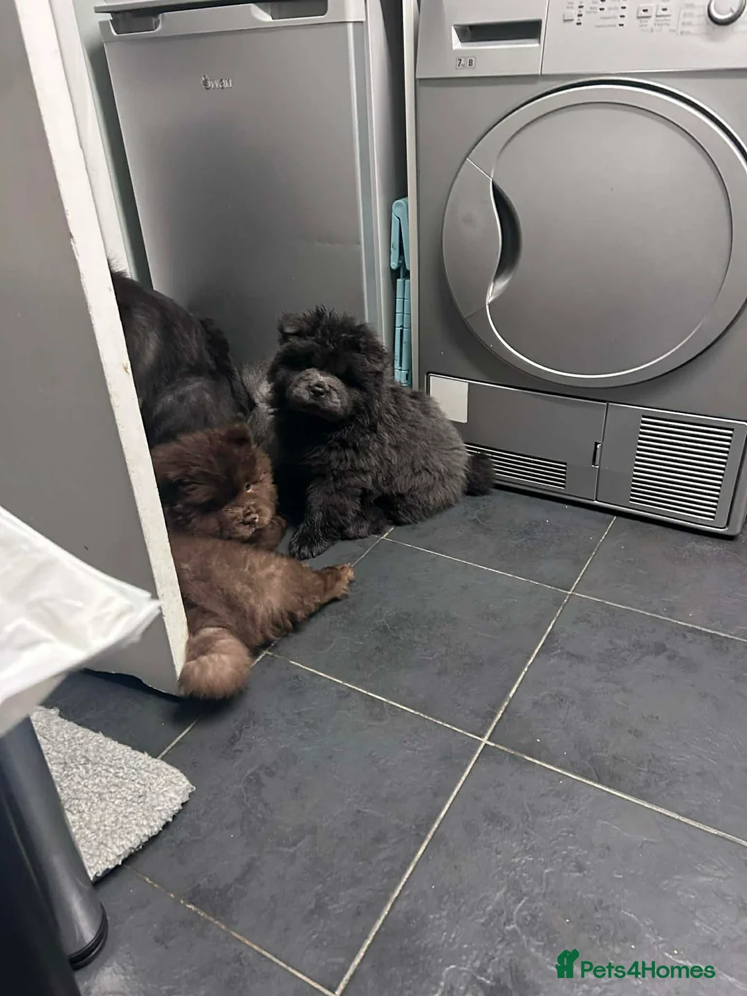 Chow Chow dogs for sale: Rough Coat Chow Chow Puppies in Peterborough - Advert 23