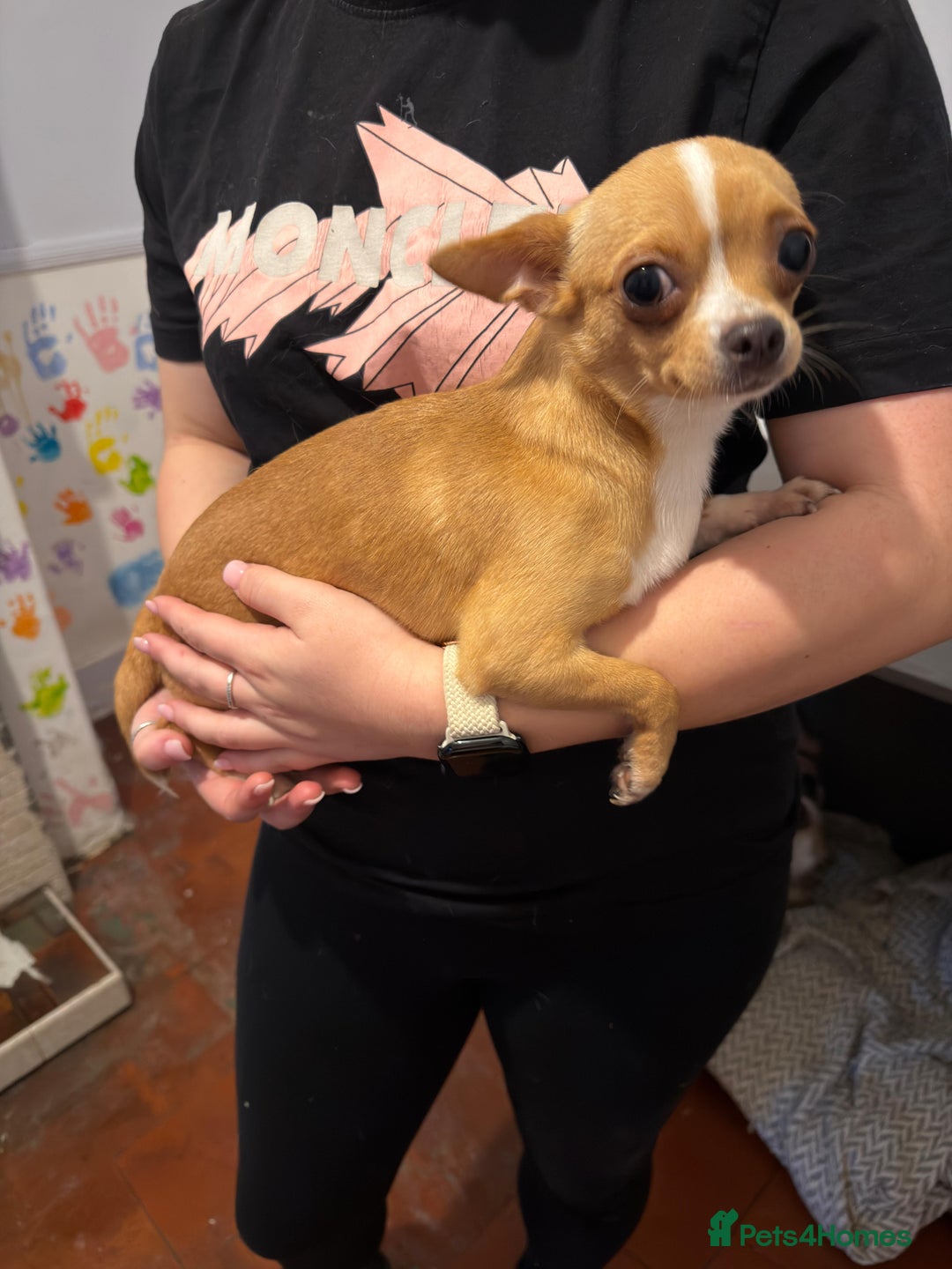 Mixed Breed dogs for sale: Males fenchie chihuahua x2 female chihuahua  - Image 17