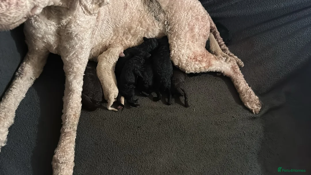 Standard Poodle dogs for sale: Show line standard poodles  - Advert 15