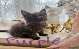 Maine Coon cats for sale: Maine Coon Kittens **READY TO LEAVE** - Image 19