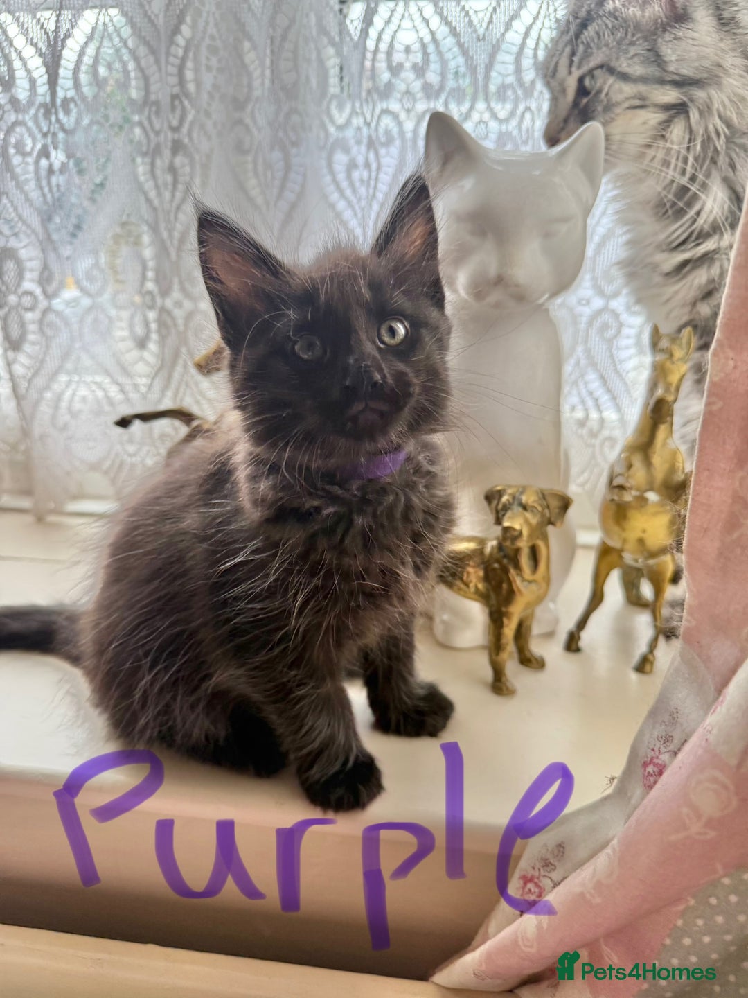 Maine Coon cats for sale: Maine Coon Kittens **READY TO LEAVE** - Image 19