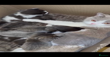 Mixed Breed cats - Advert 5