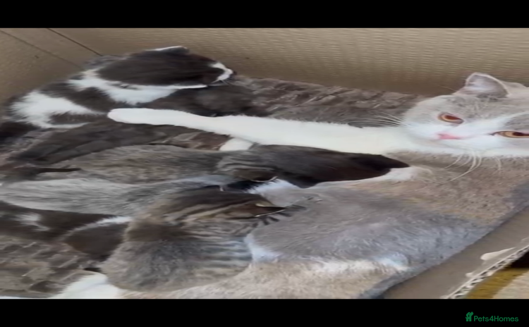 Mixed Breed cats - Advert 2