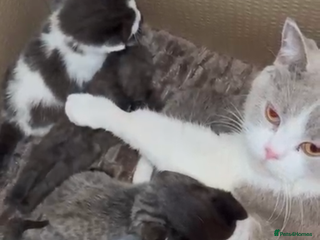 Mixed Breed cats - Advert 8