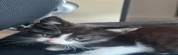 Mixed Breed cats for sale: gorgeous boys in Mansfield - Advert 8