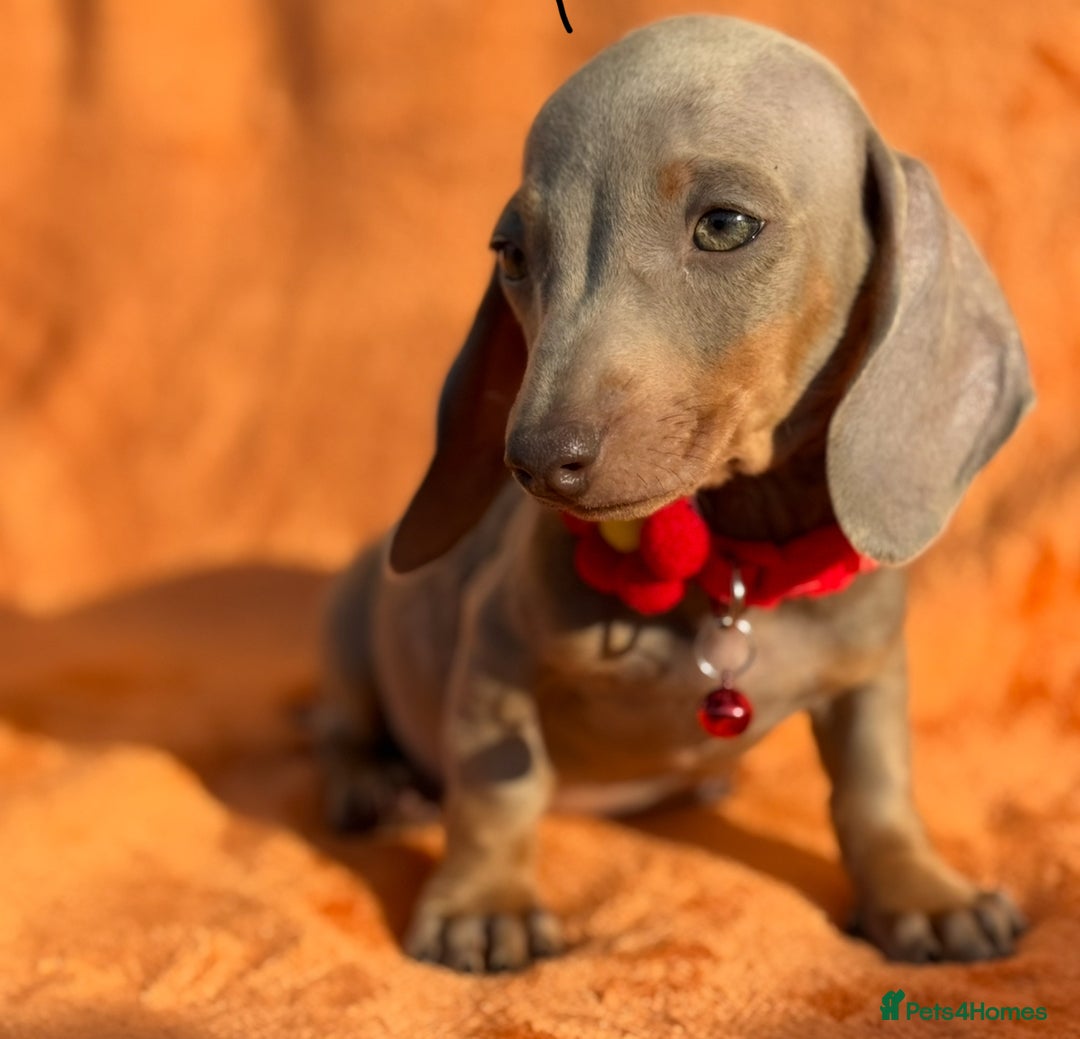 Miniature Dachshund dogs for sale: KC Reg Miniature Dachshund Puppies  - Image 18