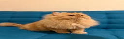 Persian cats for stud: 🏆 Proven Ginger Persian Stud|Experienced|Healthy - Advert 6
