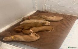 Cockapoo dogs for sale: Amazing litter of f1b cockerpoo puppies for sale - Image 11