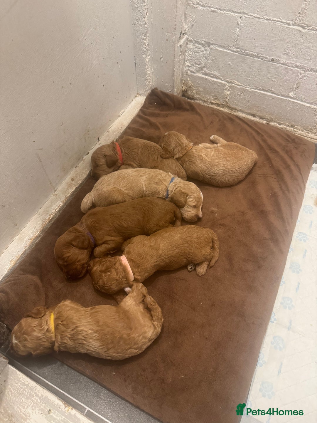 Cockapoo dogs for sale: Amazing litter of f1b cockerpoo puppies for sale - Image 11