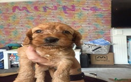 Cockapoo dogs for sale: 5 Absolutely gorgeous Fox Red Cockapoo Puppies - Image 5