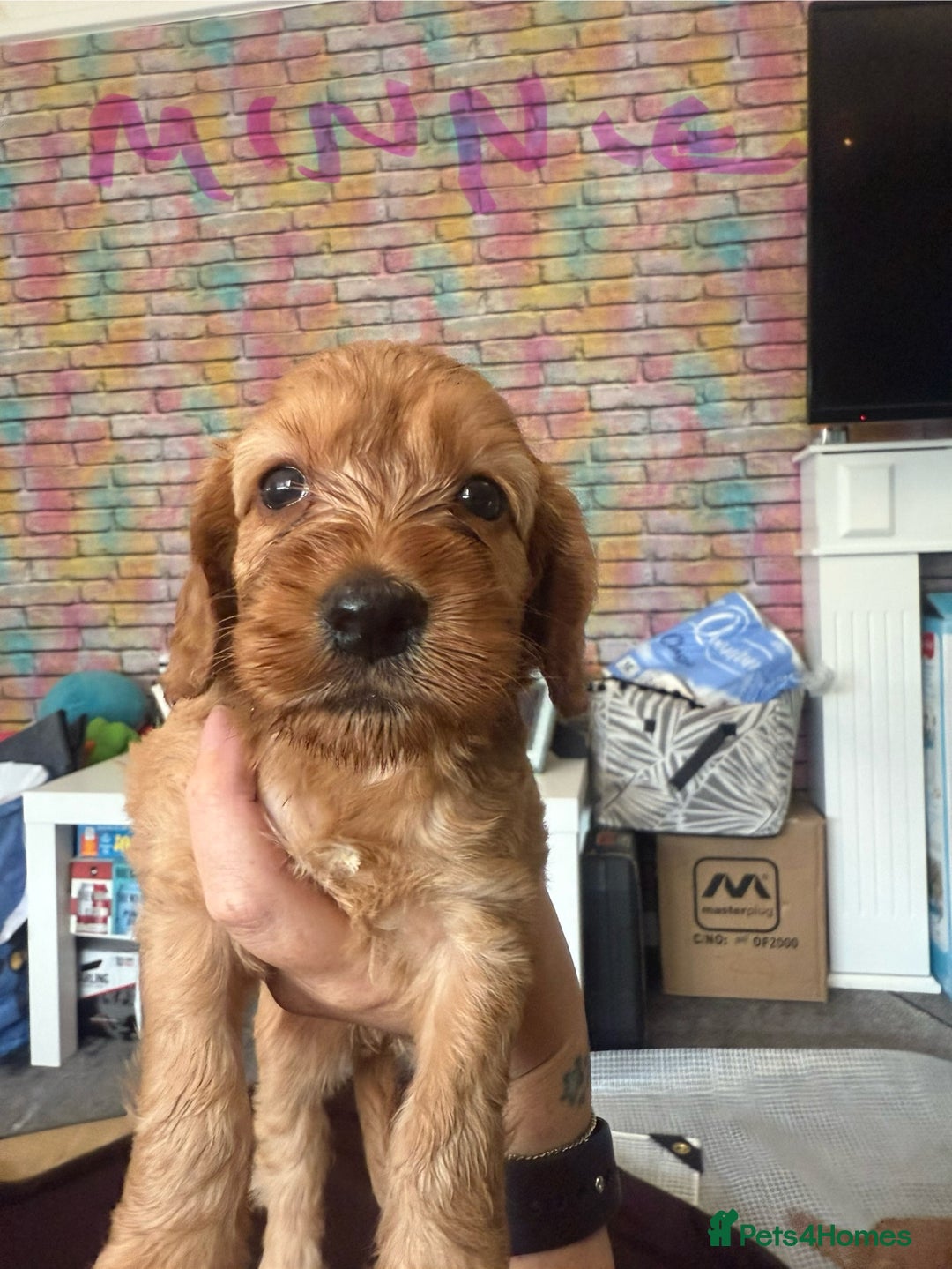 Cockapoo dogs for sale: 5 Absolutely gorgeous Fox Red Cockapoo Puppies - Image 5
