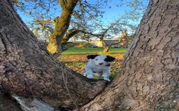 Border Collie dogs for sale: Border Collie pups for sale - Advert 3