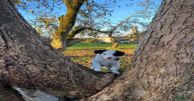 Border Collie dogs Border Collie pups for sale - Advert 2