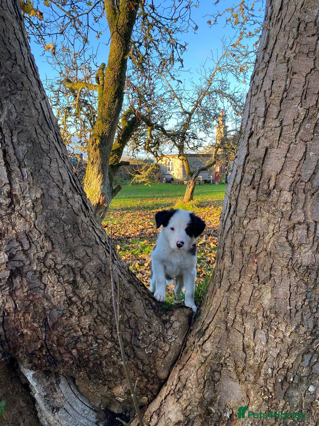 Border Collie dogs for sale: Border Collie pups for sale - Advert 3
