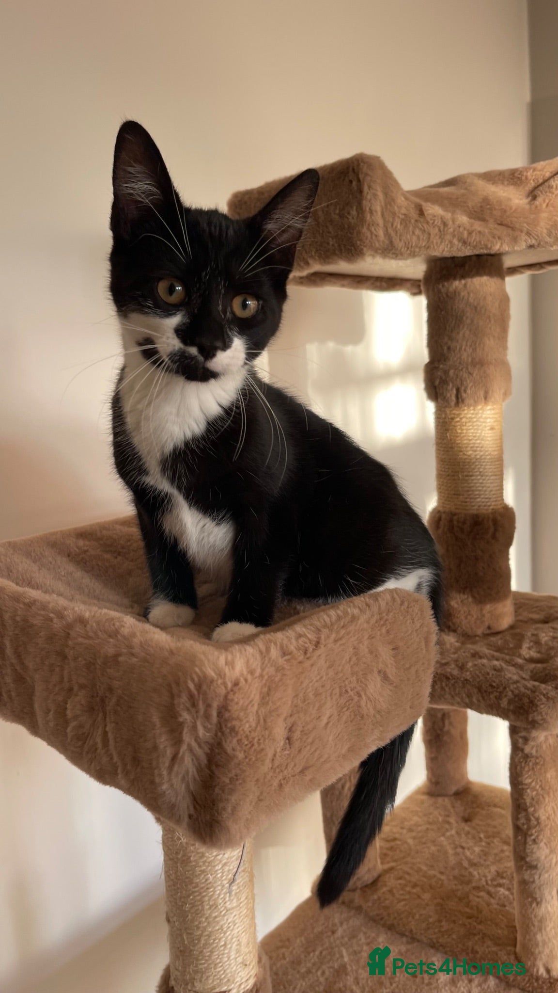 Mixed Breed cats Kittens for sale ,mixed breed, wonderful behaviour - Advert 1