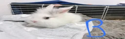 Lionhead rabbits for sale: BEAUTIFUL LIONHEAD BABY RABBITS * READY TO GO * - Advert 17