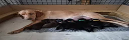Labrador Retriever dogs for sale: Adorable KC registered Labrador puppies  in Downham Market - Advert 1
