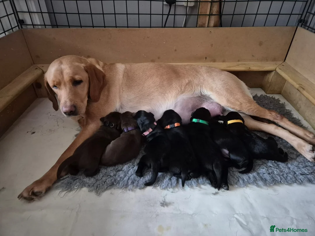 Labrador Retriever dogs for sale: Adorable KC registered Labrador puppies  in Downham Market - Advert 1