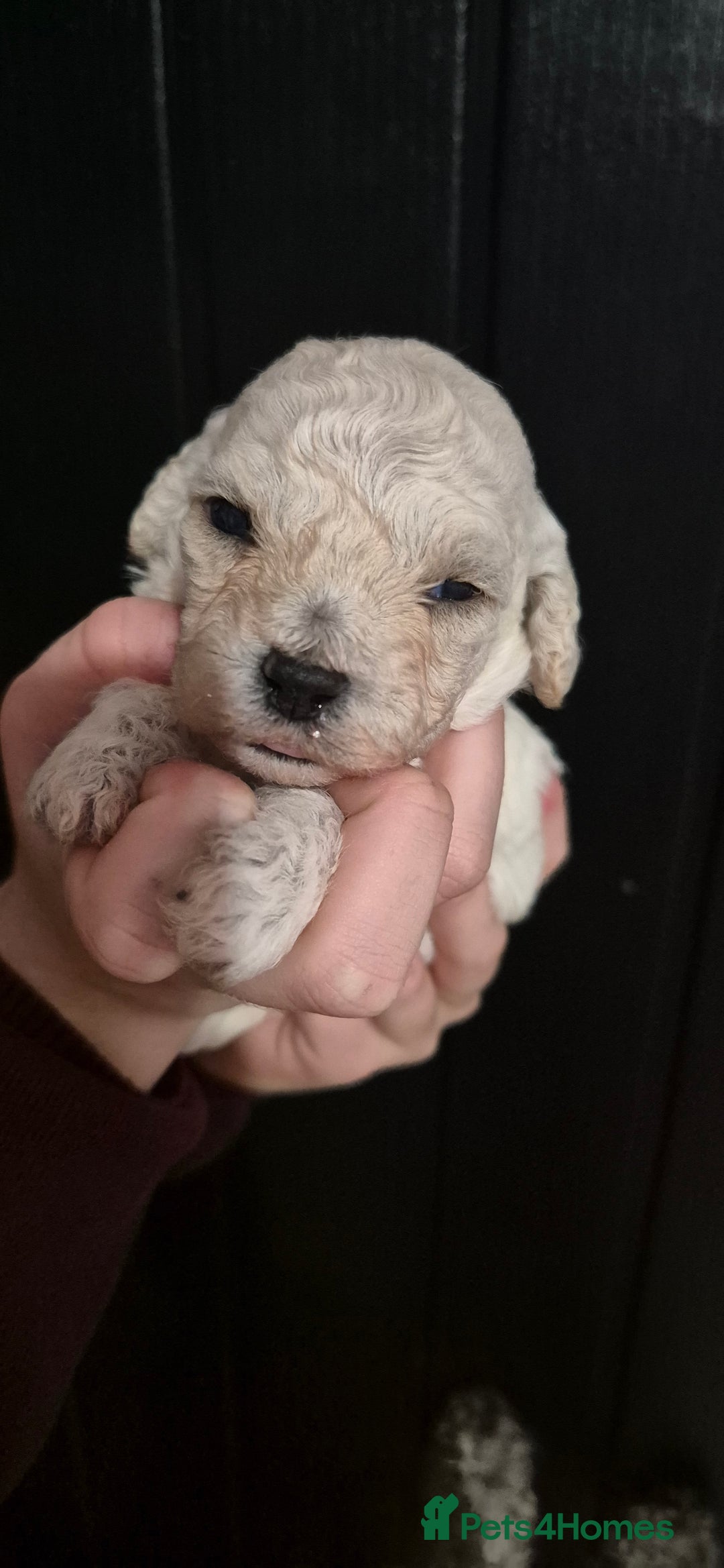 Mixed Breed dogs for sale: Gorgeous cavapoochon puppies - Advert 18