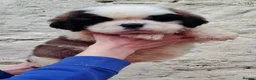 Saint Bernard dogs for sale: Show Quality Saint Bernard's  - Advert 12