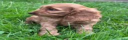 Cockapoo dogs for sale: FLUFFY F1 COCKAPOO PUPPIES HEALTH TESTED PARENTS - Advert 16