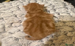 Maine Coon cats for sale: Gorgeous Maine coone kittens  - Image 17
